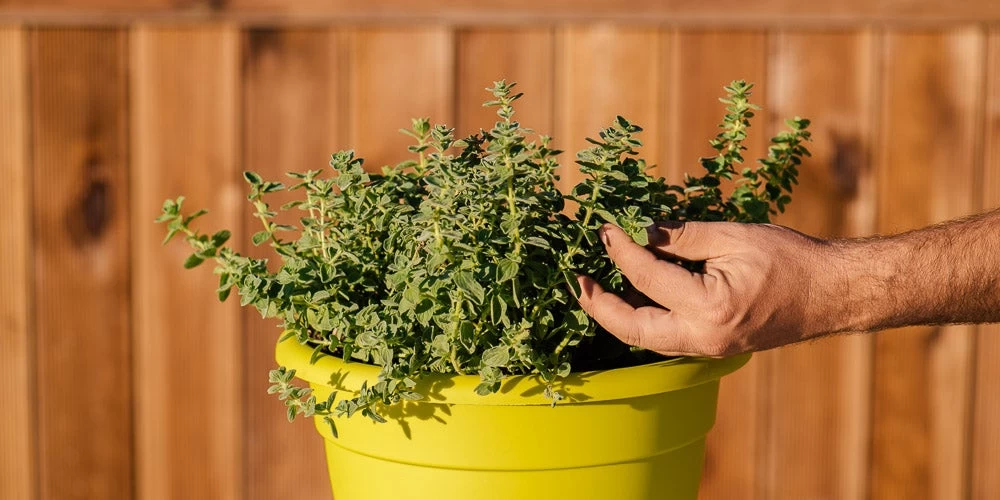 Ρίγανη: Ο λόγος να φυτέψετε το βότανο αυτό στο μπαλκόνι σας – Βίντεο